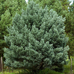 Сосна обыкновенная Ватерери   Pinus sylvestris 'Watereri'